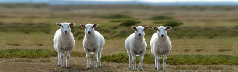 four sheep in a field