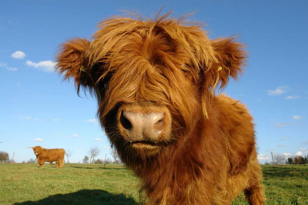 Highland cow in sunny pasture