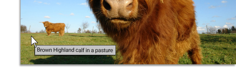 Example of alt text for an image of a cow